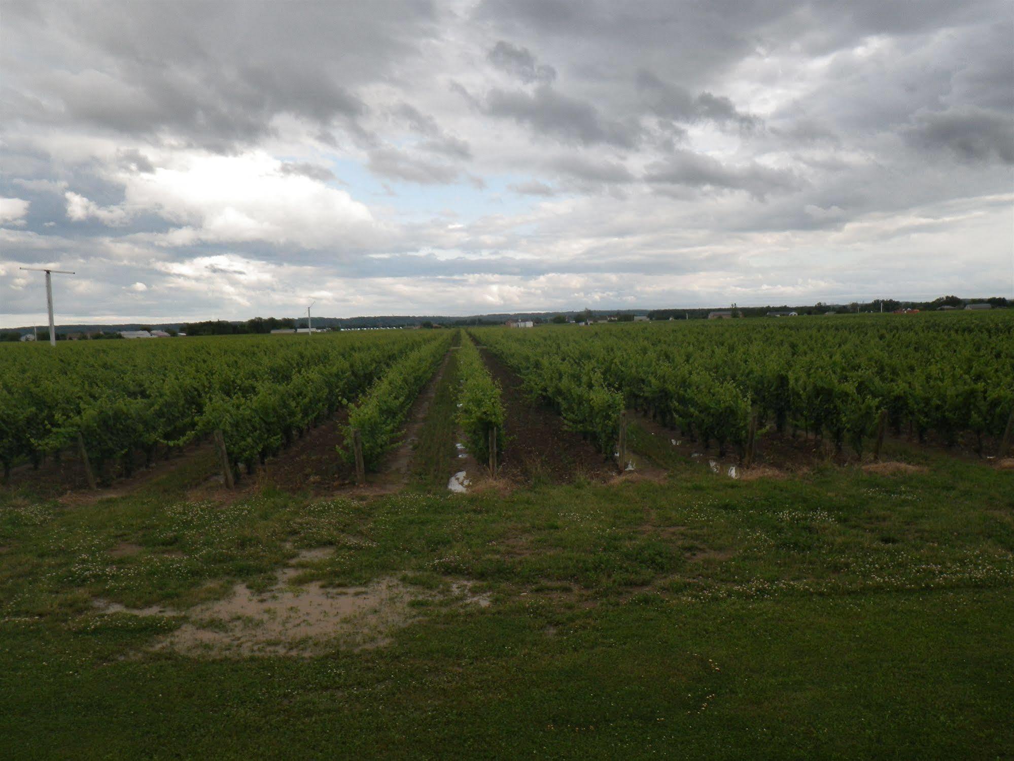 A Vineyard View Bed And Breakfast 나이아가라온더레이크 외부 사진